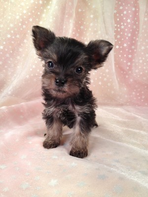 Teacup Snorkie Puppy for sale #22 Ready By Christmas 2012|Shipping for Less than What an Iowa or Minnesota Breeder would pay|$150 on Delta air